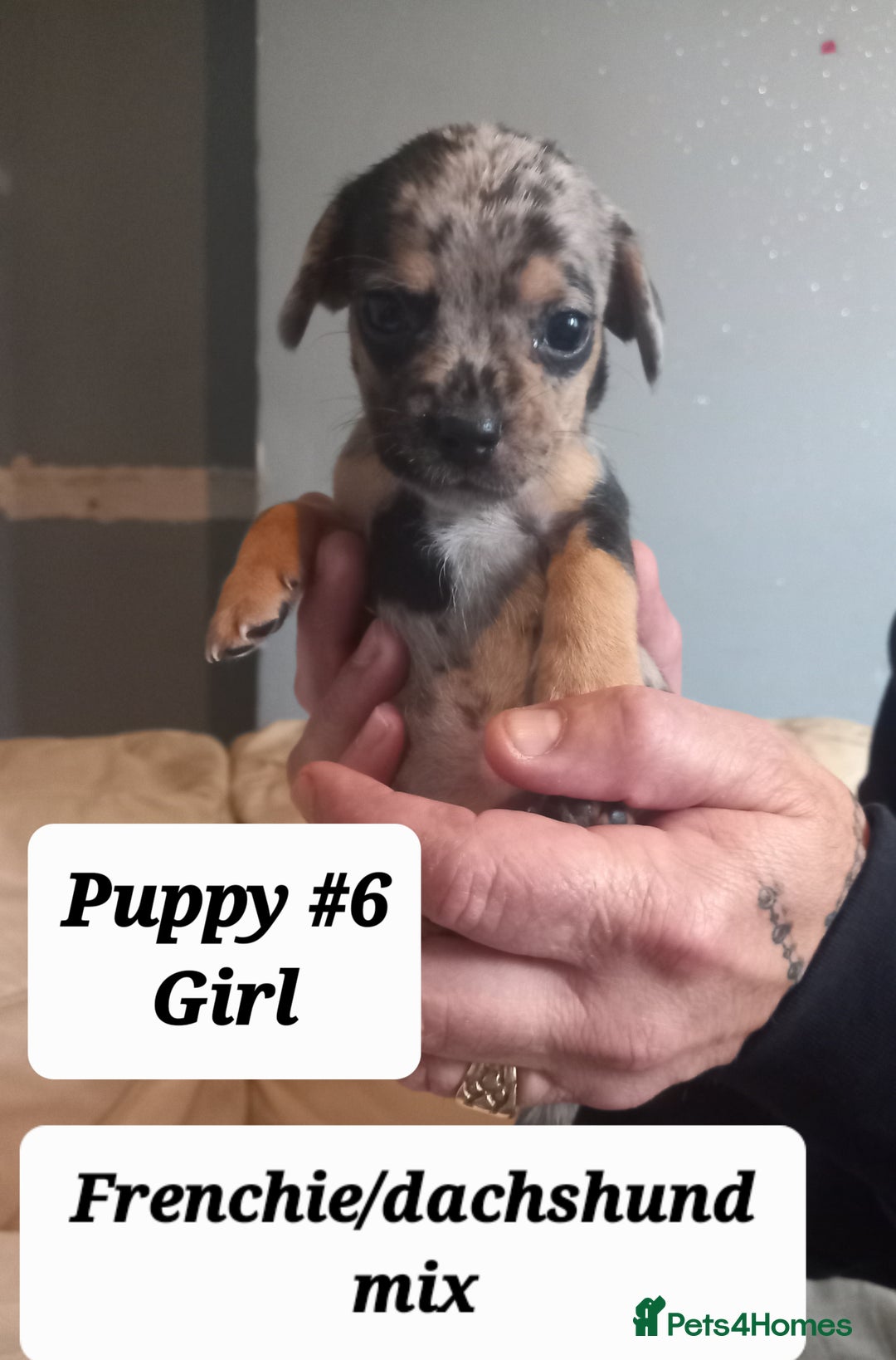 Mixed Breed dogs for sale: Frenchie/Dachshund puppies - Image 6