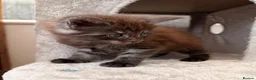 Maine Coon cats for sale: Maine coon babies ready to reserve  - Advert 13