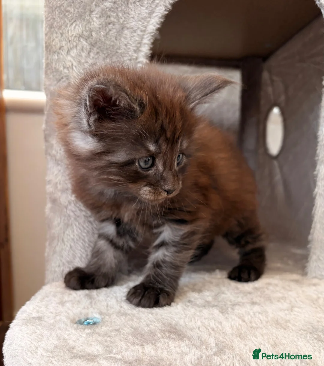 Maine Coon cats for sale: Maine coon babies ready to reserve  - Advert 13