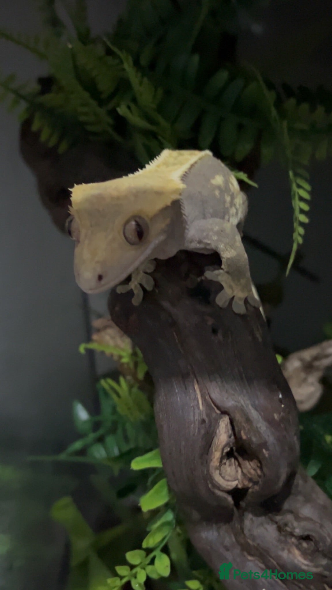 Gecko reptiles Lemon and milkshake  - Advert 2