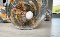 Toyger cats for sale: Full Pedigree Toyger Kittens Last Litter of 2025 - Image 28