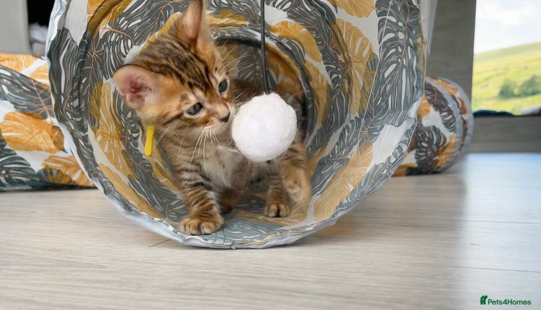 Toyger cats for sale: Full Pedigree Toyger Kittens Last Litter of 2025 - Image 28