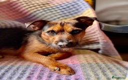 Patterjack dogs for stud: Patterjack stud - Image 8