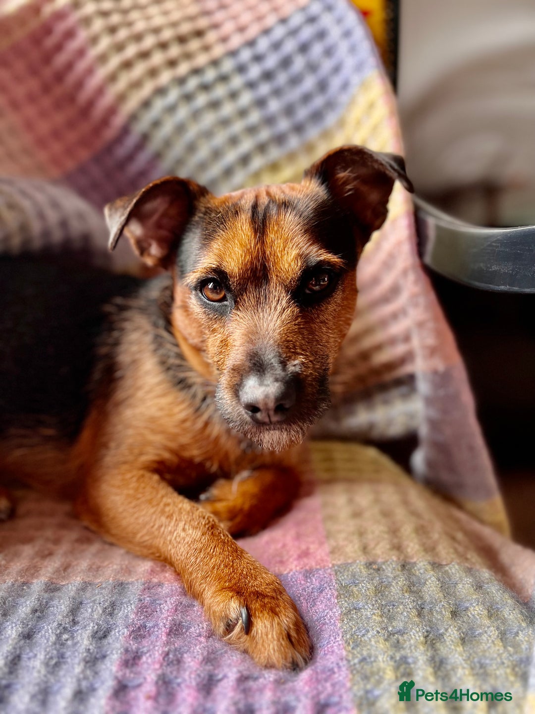 Patterjack dogs for stud: Patterjack stud - Image 8