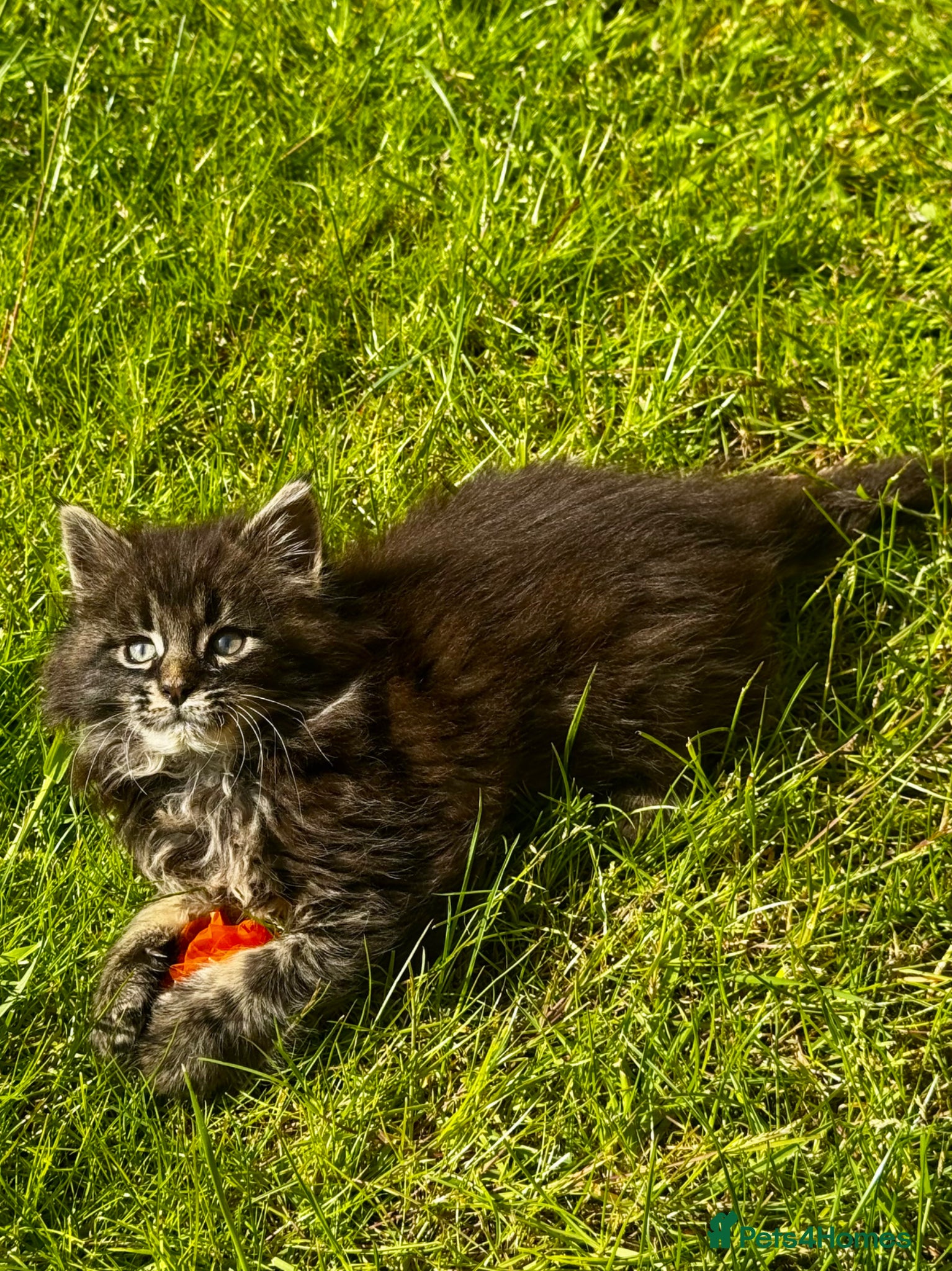 Maine Coon cats for sale: Pedigree Maine Coon Male Kitten in Newtownards - Advert 14