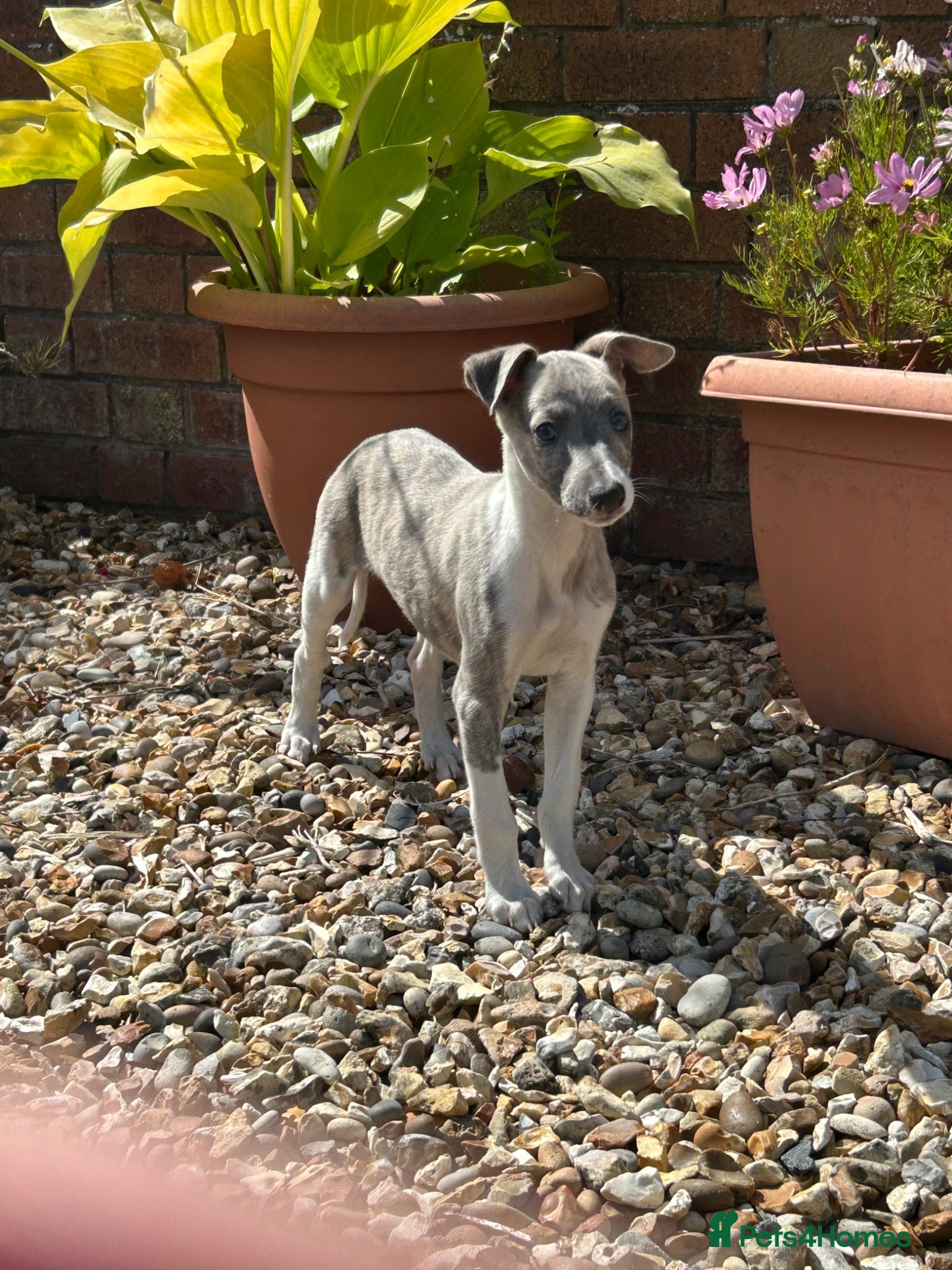 Whippet dogs  3 Male whippet pups available  - Advert 6