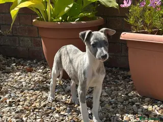 Whippet dogs 3 Male whippet pups available - Advert 6