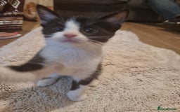 British Shorthair cats for sale: Tuxedo kittens  - Image 6