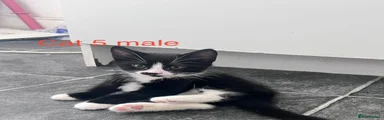 Mixed Breed 5