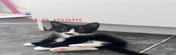 Mixed Breed cats for sale: 6 adorable cute kittens for sale in London - Advert 11