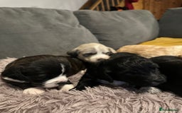 Mixed Breed dogs for sale: Beautiful puppies - Image 5