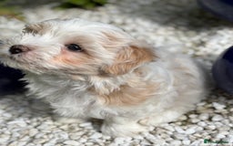 Havanese dogs for sale: 3 Beautiful Havanese Pedigree Puppies - Image 5