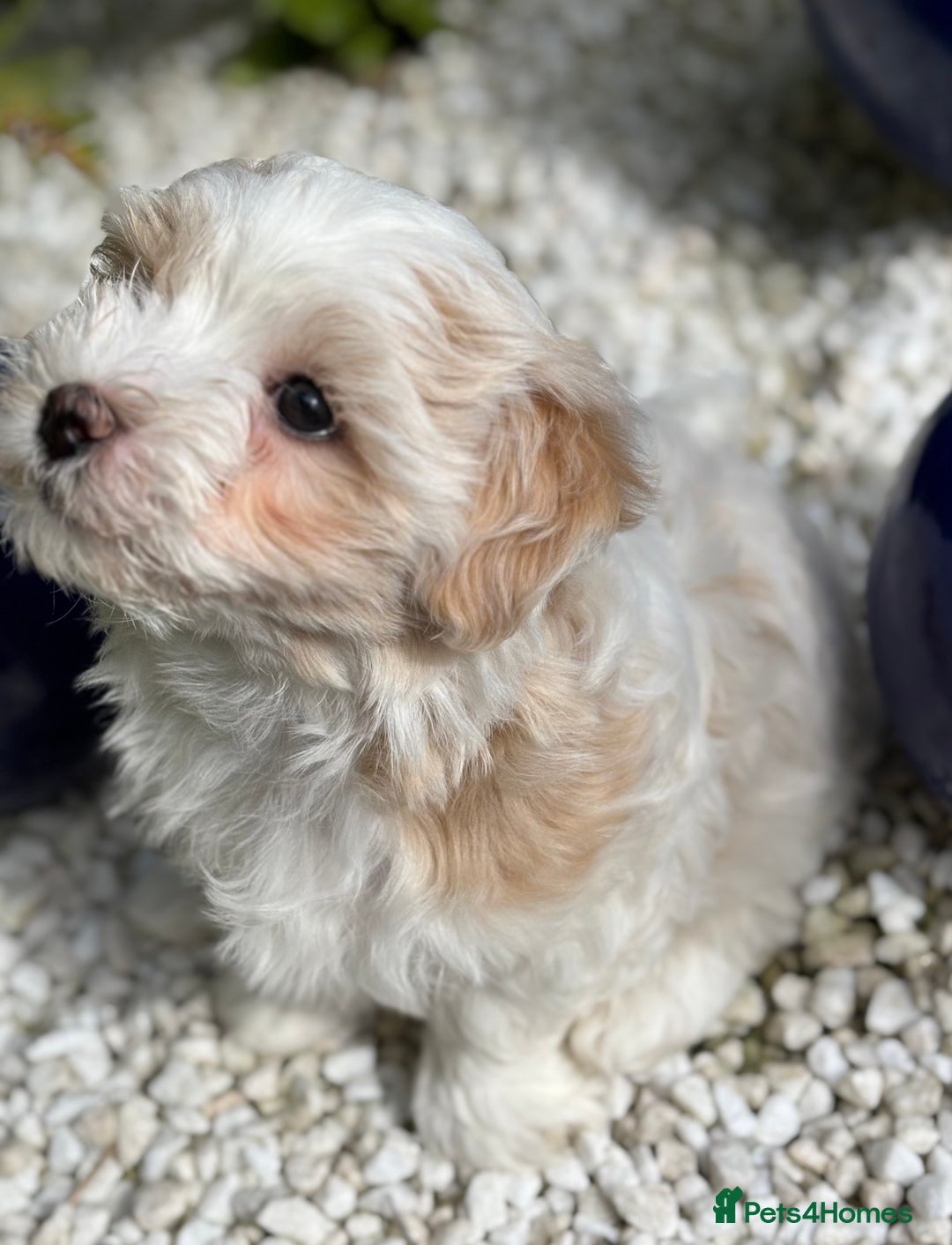 Havanese dogs for sale: 3 Beautiful Havanese Pedigree Puppies - Image 5