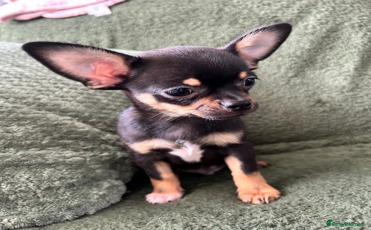 Chihuahua dogs - Advert 1