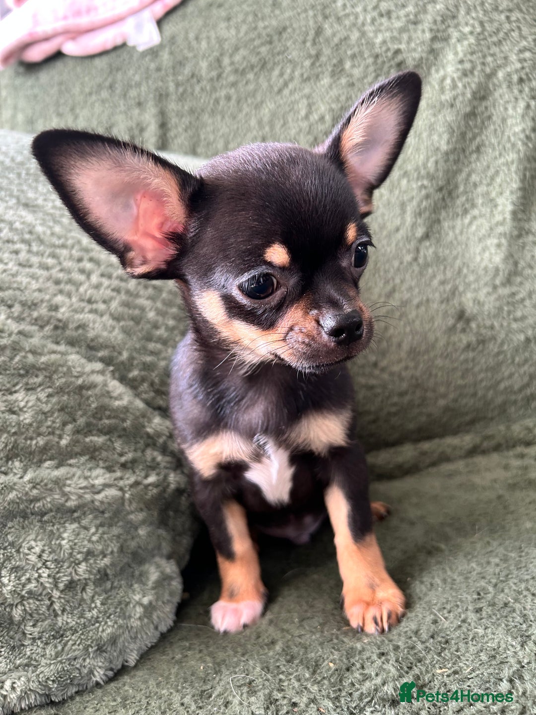 Chihuahua dogs for sale: Tiny chihuahua puppies  - Image 1
