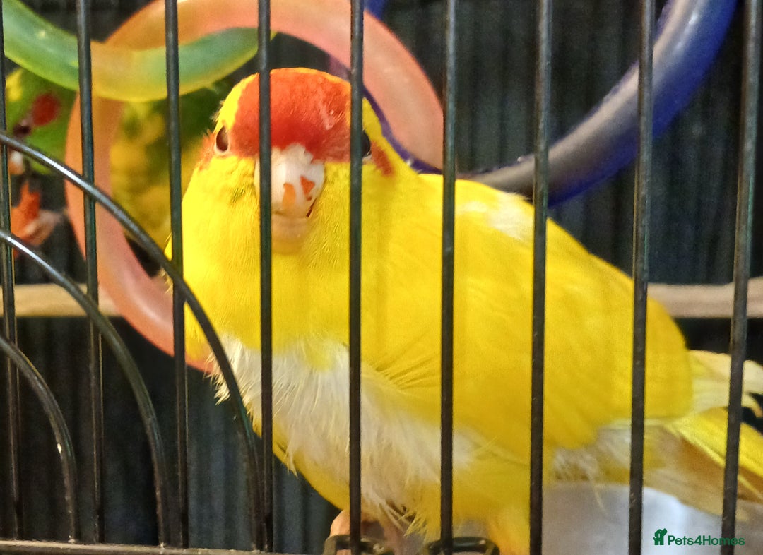 Parakeets birds for sale: Kakariki's x3 Males dna'd Kakariki's  - Advert 27