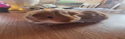 Guinea Pig rodents for sale: Pair of boar guinea pigs - Advert 3