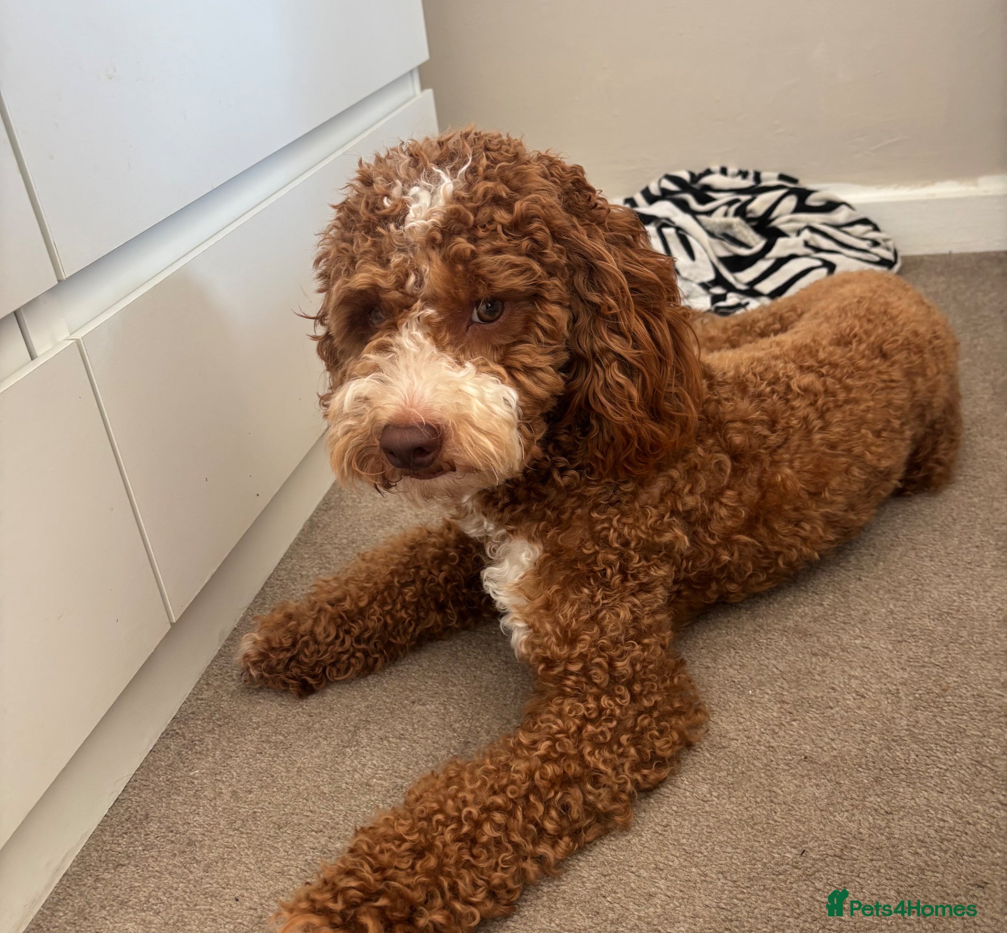 Cockapoo dogs Milo (f2 cockapoo) - Advert 1