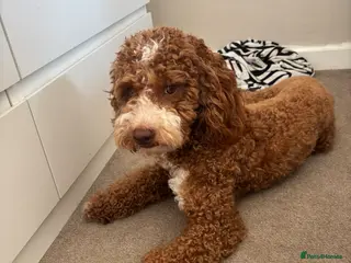 Cockapoo dogs Milo (f2 cockapoo) - Advert 1