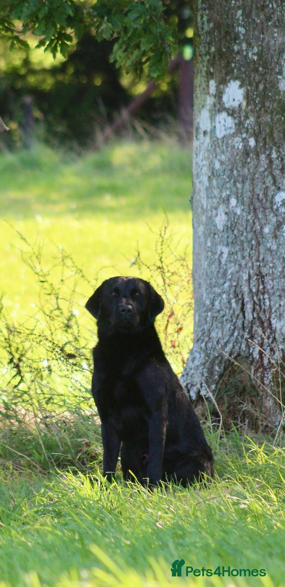 Labrador Retriever dogs for stud: 0/0 Hips and Elbows Black Labrador Stud in Totnes - Advert 9