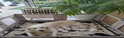 Golden Retriever dogs for sale: Beautiful KC registered golden Retriever puppies - Advert 2