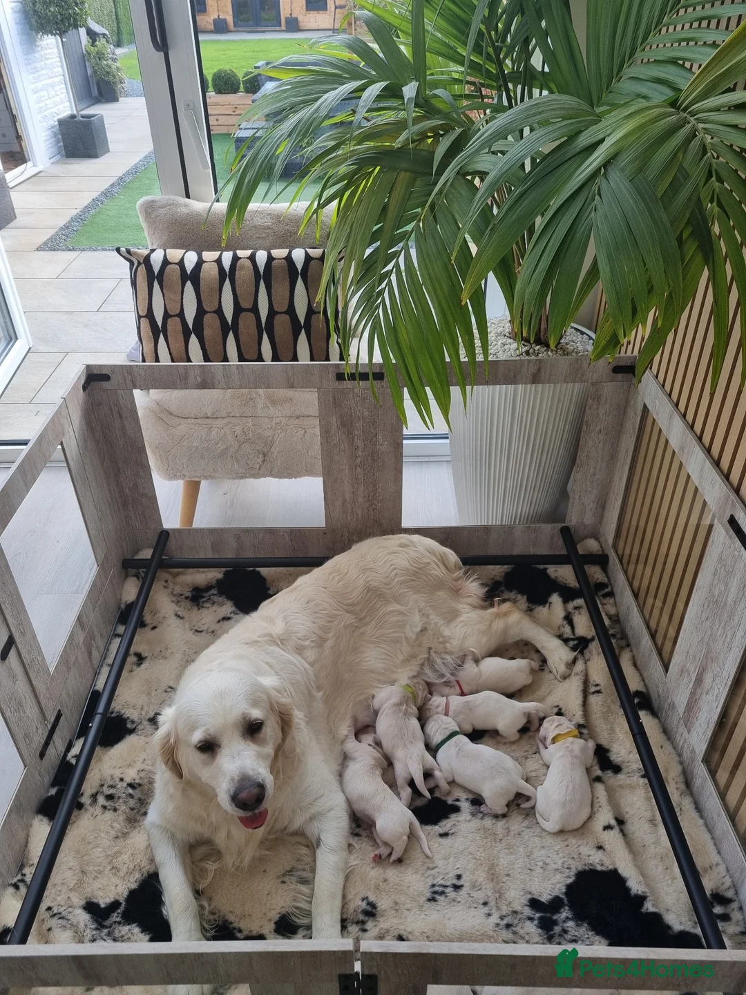 Golden Retriever dogs for sale: Beautiful KC registered golden Retriever puppies - Advert 2
