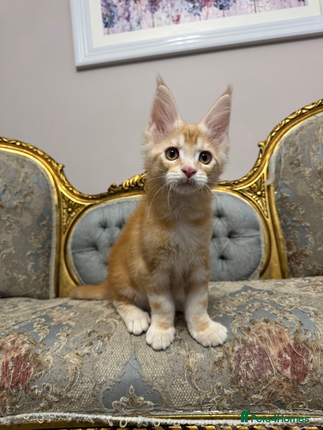 Maine Coon cats for sale: Maine Coon Kittens 🏆 20+ gen 🧬 Full Pedigree - Advert 10