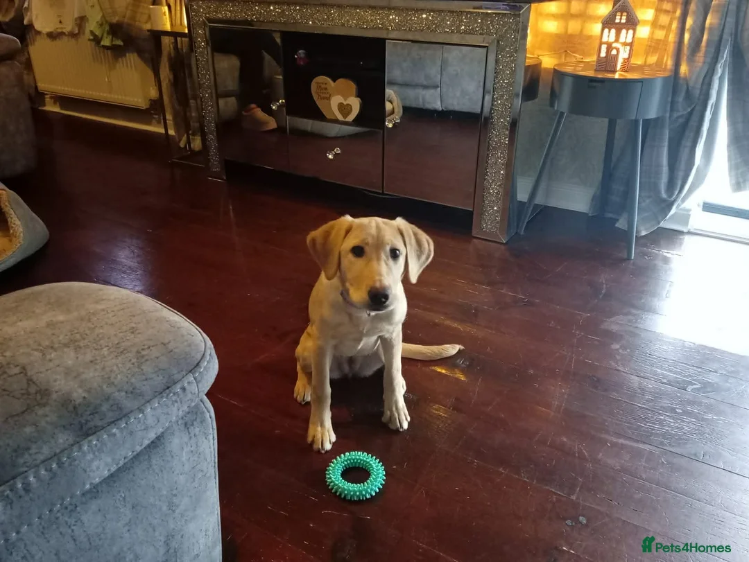Labrador Retriever dogs for sale: Golden Labrador - female (5 months old) in Doncaster - Advert 3