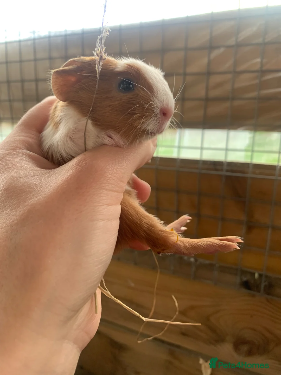 Guinea Pig rodents for sale: Two Girls and a Boy  - Advert 4