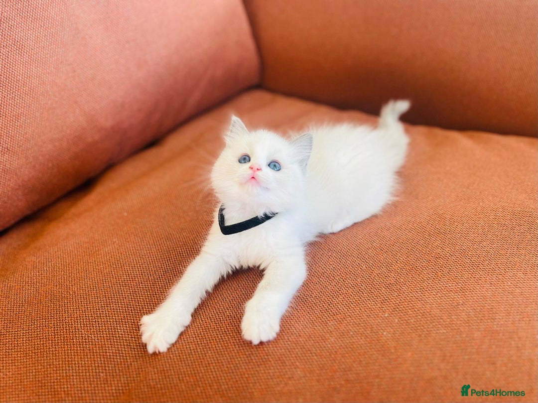 Ragdoll cats for sale: Pure Stunning Ragdoll Kittens - Image 8