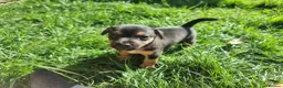Jack Russell dogs for sale: Jack russel puppies one boy left - Advert 27