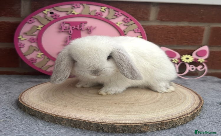 Mini Lop rabbits - Advert 1