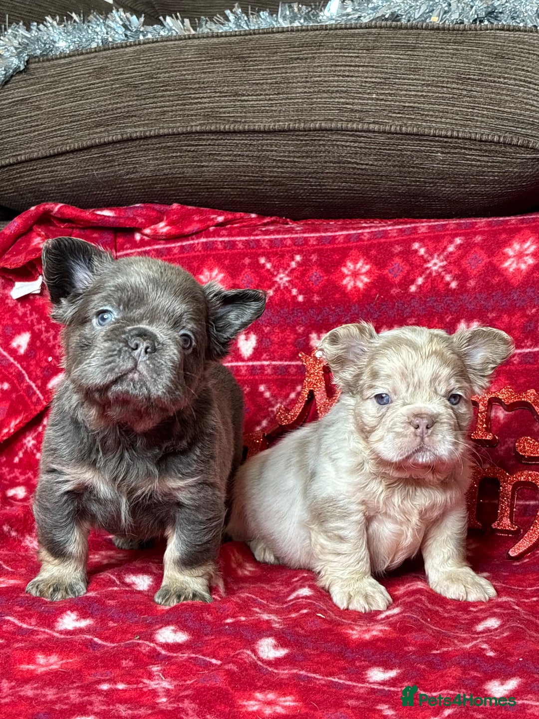 French Bulldog dogs for sale: Unique French bulldog pups  - Advert 1