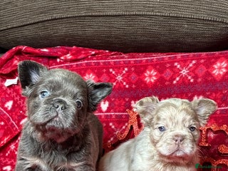 French Bulldog dogs Unique French bulldog pups - Advert 3