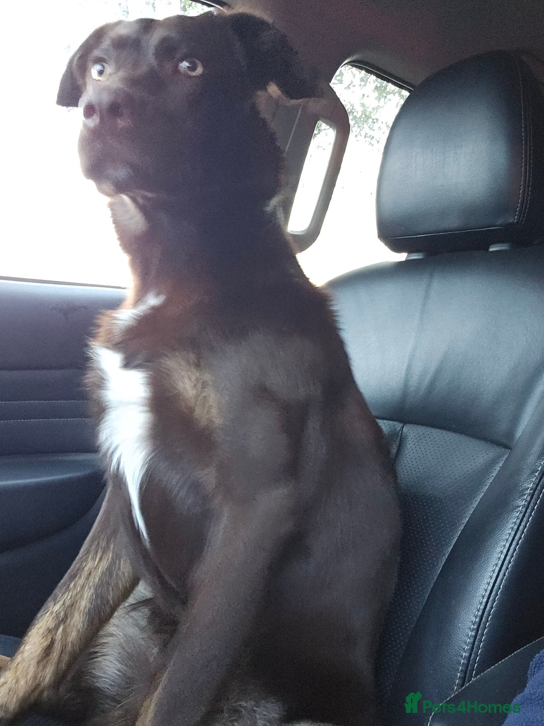 Borador dogs for stud: Borador for Stud - Image 7