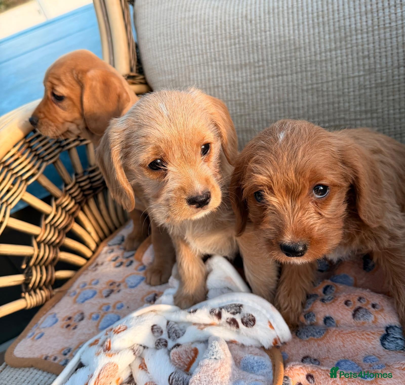 Cockapoo dogs Cockerpoo - Advert 1