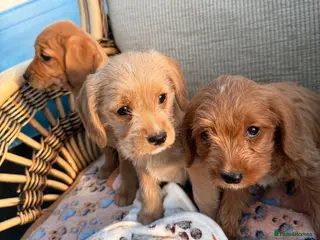 Cockapoo dogs Cockerpoo - Advert 1