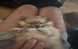 Pomeranian dogs for stud: Olaf white Pomeranian stud in Liverpool - Image 17
