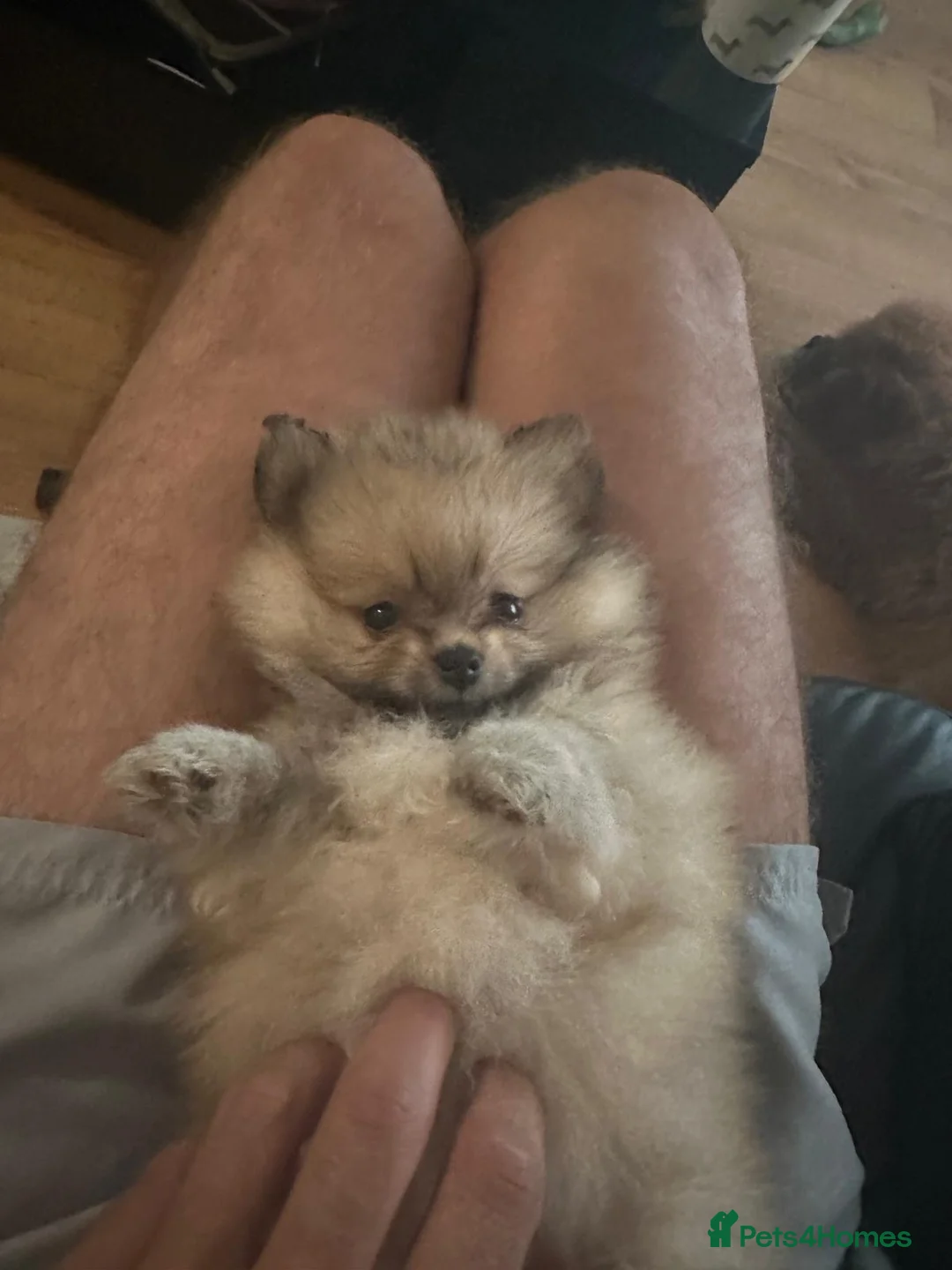 Pomeranian dogs for stud: Olaf white Pomeranian stud in Liverpool - Advert 18