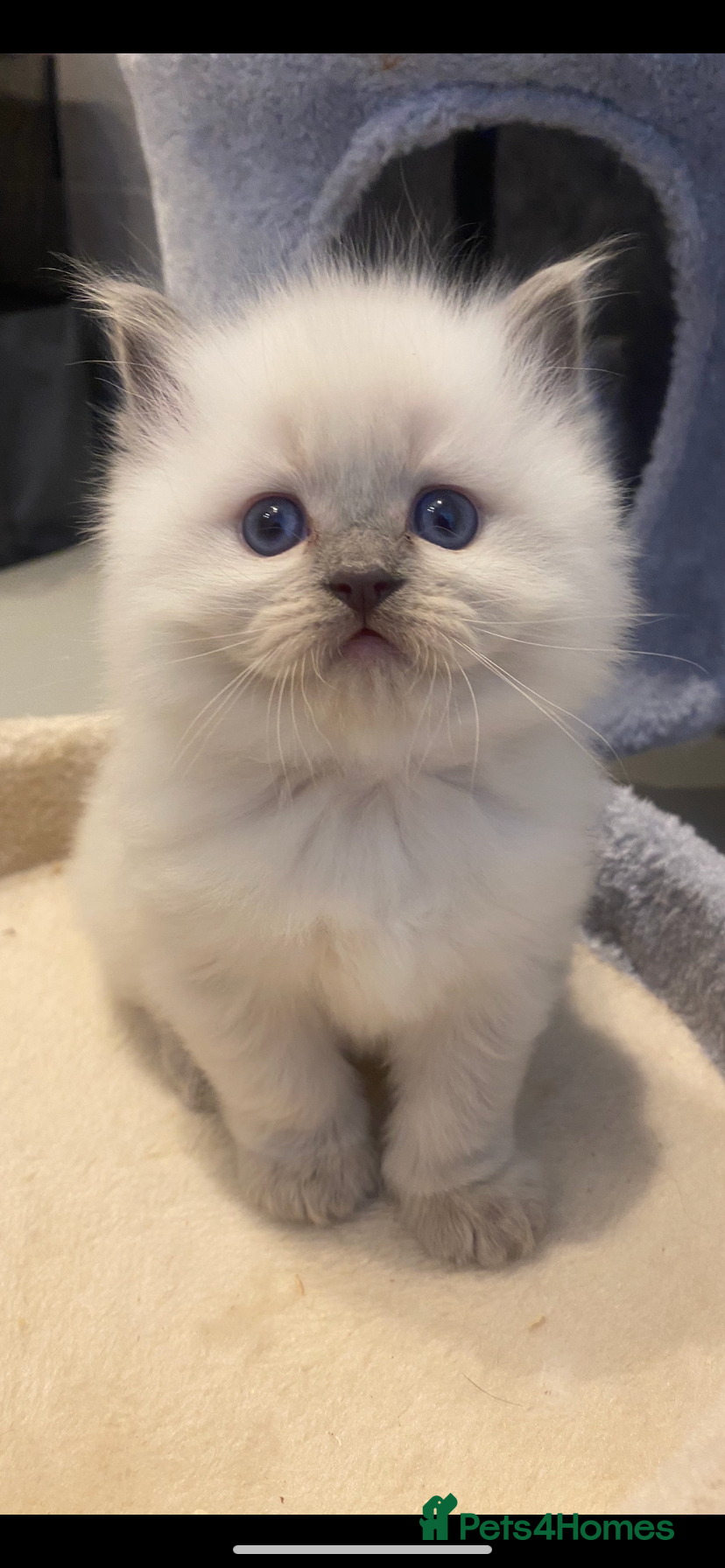 Ragdoll cats 😻WAITING LIST 😻Doll face Ragdoll kittens  - Advert 3