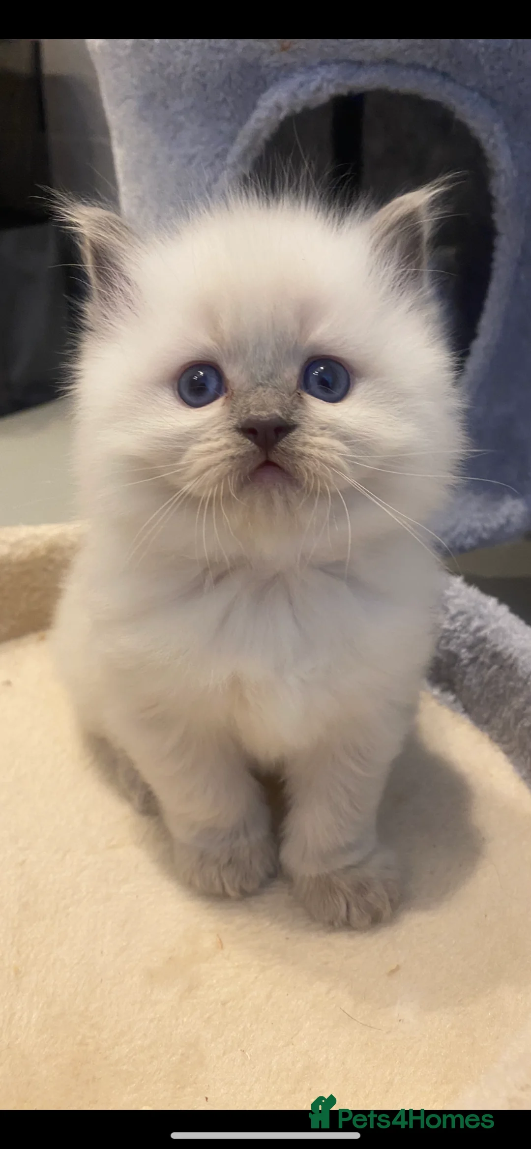 Ragdoll cats for sale: 😻WAITING LIST 😻Doll face Ragdoll kittens  - Advert 1