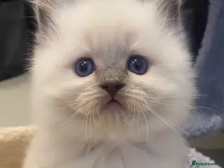 Ragdoll cats 😻WAITING LIST 😻Doll face Ragdoll kittens - Advert 6