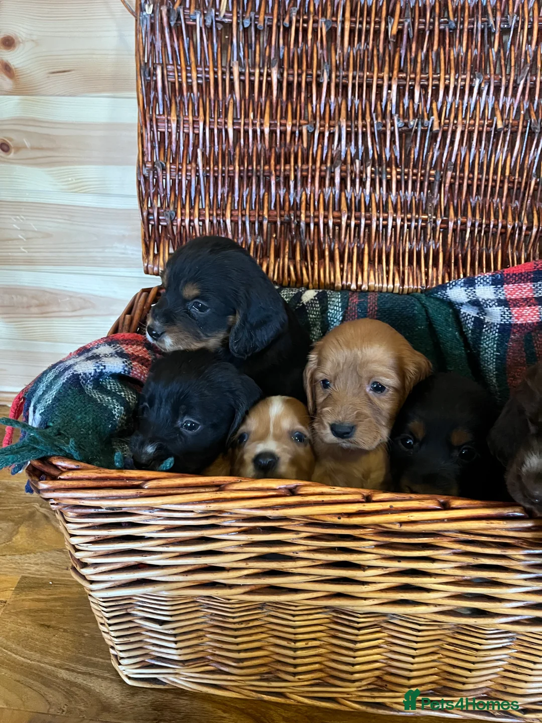 Cocker Spaniel dogs for sale: cocker spaniels - Advert 1