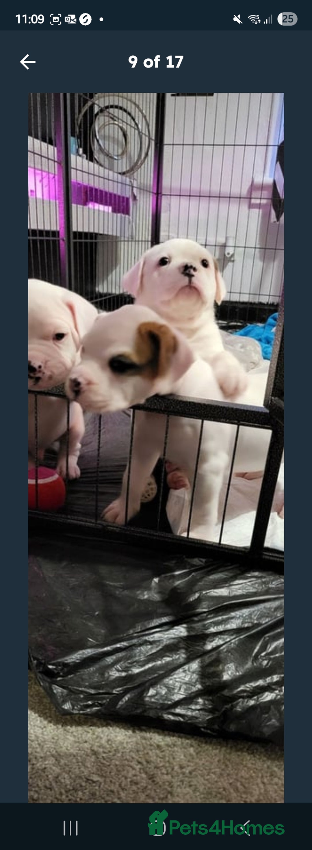 American Bulldog dogs for sale: American bulldog - Image 7