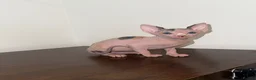 Sphynx cats for sale: sphynx kittens for sale - Advert 20