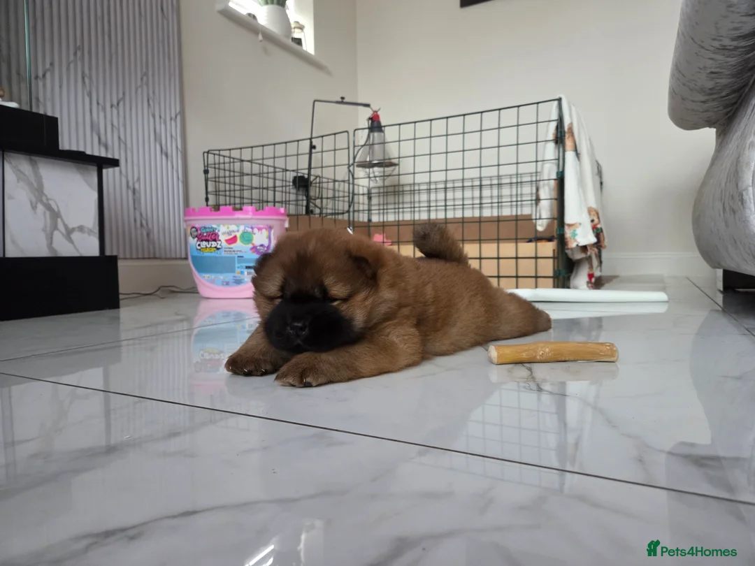 Chow Chow dogs for sale: READY NOW !!! KC REGISTERED CHOW CHOW GIRL - Advert 11