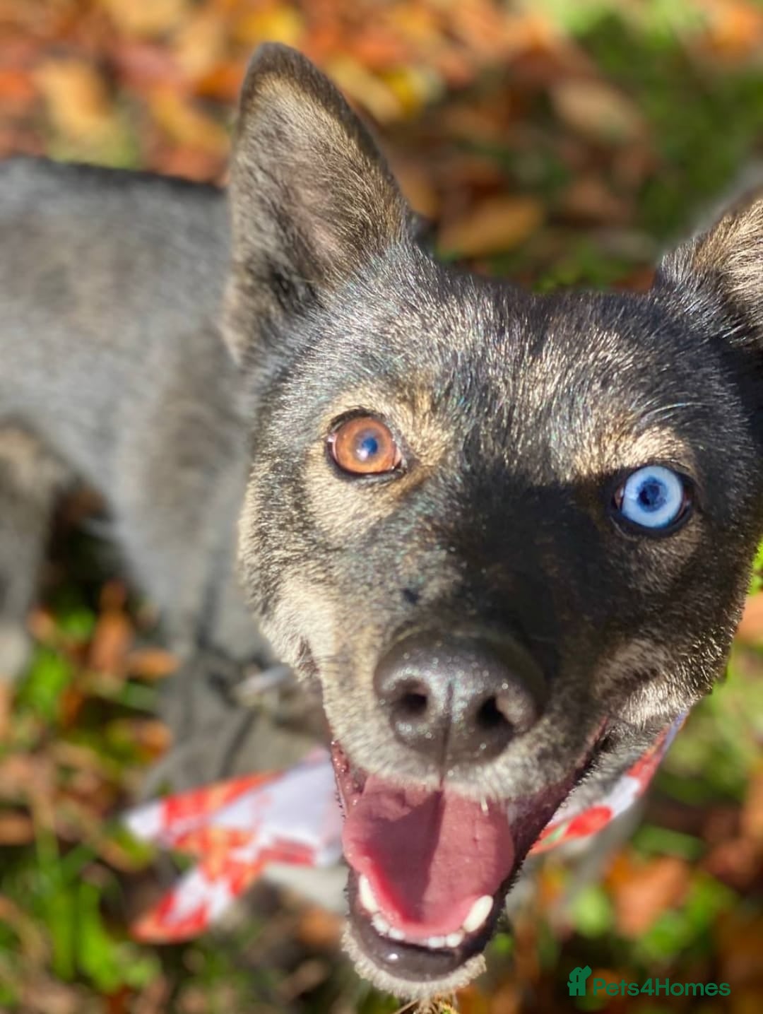 Mixed Breed dogs for adoption: ❤️VIKA – A Gentle Soul with Eyes of Two Worlds❤️ - Advert 15