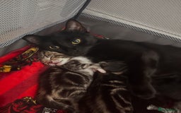 Mixed Breed cats for sale: Tabby kittens x 2 - Image 4
