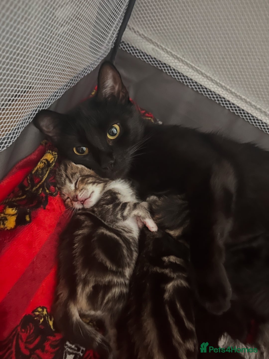 Mixed Breed cats for sale: Tabby kittens x 2 - Image 4