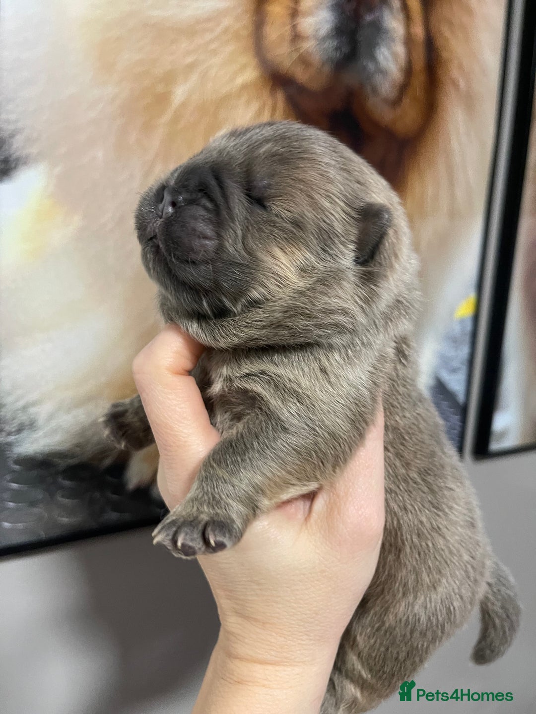 Chow Chow dogs for sale: 🧸🧸Beautiful Chow Chow Puppies🧸🧸 - Advert 23